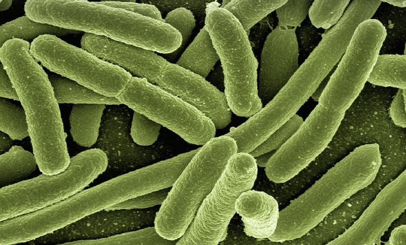 Bacteria Of The Legionella